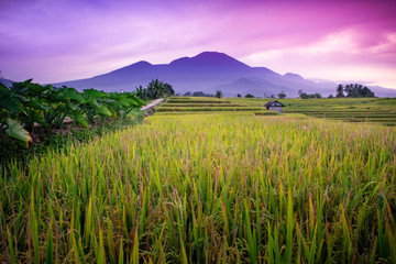 Fototapeta na wymiar indonesia travel destination rice fields in north bengkulu, beauty nature of mountain range