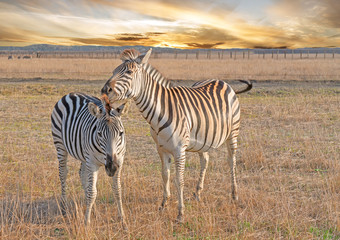 Fototapeta na wymiar Zebras couple, African herbivore animals on the prairie, autumn sunset landscape.