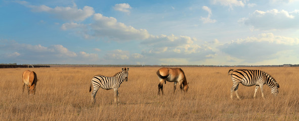 Przewalski's horses and zebras African herbivore animals group feeding and browsing on the grass, steppe landscape in autumn.