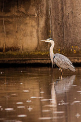 Grey heron on the side of the water