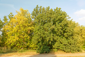 Autumn landscape with yellow and green trees.