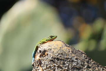 lagartija tomando sol