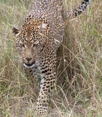 Leopard in grass