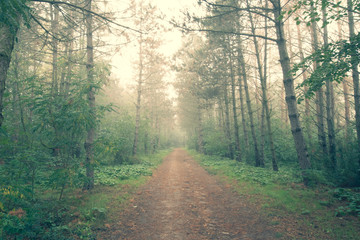 Obraz premium Oktoberspaziergang_1