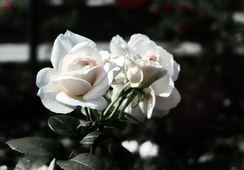 bouquet of white roses