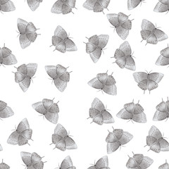 pencil drawing butterflies, seamless pattern with butterflies  isolated