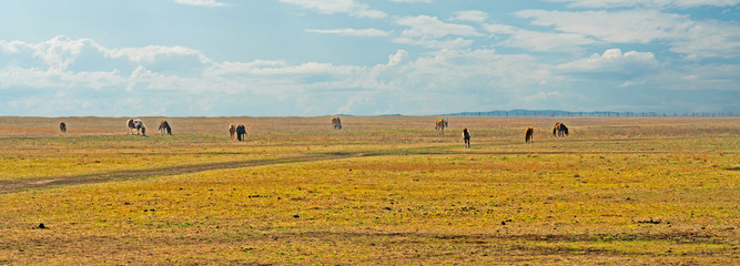 African herbivore animals - horses and antelope feeding on the prairie, autumn panoramic landscape.