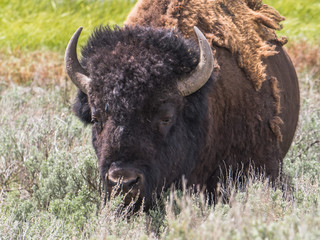 Close-Up of American Male Bison (Bison Bison) at Yellowstone National Park, Wyoming, USA