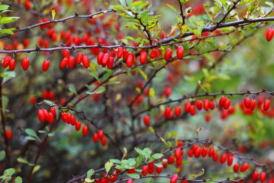 Red barbaris berries on the branch.