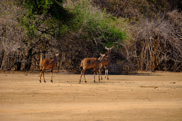 Naklejka na ściany i meble Kudu in Mana Pools National Park, Zimbabwe