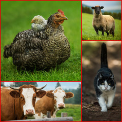 Collage with different animals at the farm