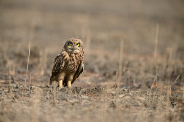 Short-eared Owl seen near Uran,Navi Mumbai,Maharashtra,India © amit