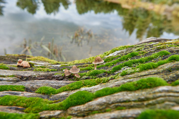 On an old tree mushrooms and moss