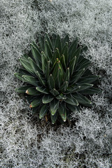 Succulent Surrounded by Moss