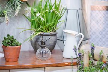 Gardening tools. Succulent and other plants on the wooden table with watering can, gardening tools for caring plants.