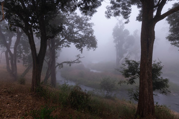 Fototapeta na wymiar Misty Morning at Mudumalai National Park,Tamilnadu,India