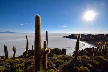 The Isla Incahuasi at the Salar de Uyuni