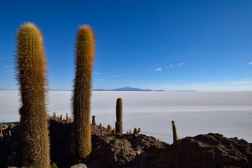 The Isla Incahuasi at the Salar de Uyuni