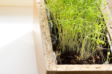 Many prouts of dill in the wooden box