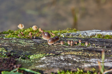 On an old tree mushrooms and moss