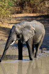 Elephants in Mana Pools National Park, Zimbabwe