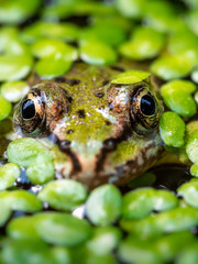 Frosch