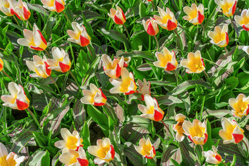 Multicolor tulips bloom on a sunny spring day.