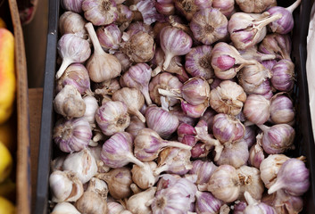  Purple garlic texture background. Fresh garlic on market table close up photo. Vitamin healthy food spice image. Spicy cooking ingredient picture. Pile of purple garlic heads