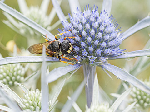 Wespe an Distel