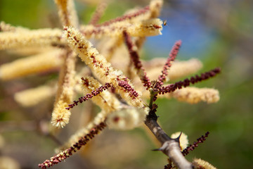 South African Monkey paw tree