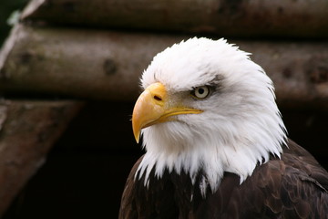 Portrait of a bald eagle