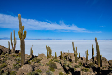 The Isla Incahuasi at the Salar de Uyuni