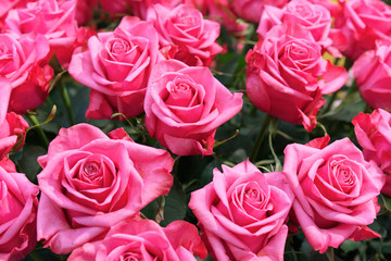 Beautiful pink roses close up as a natural background.