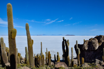 The Isla Incahuasi at the Salar de Uyuni