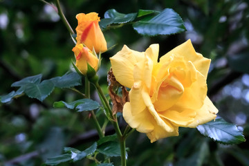 Gelbe Rose im Herbst