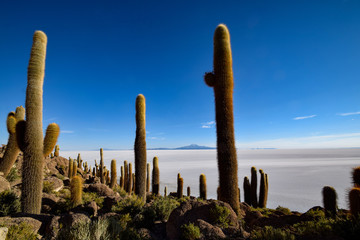 The Isla Incahuasi at the Salar de Uyuni
