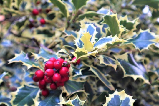 Holly bush with red berries. Closeup of holly beautiful red berries and sharp leaves on a tree in autumn weather.