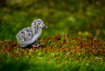 Gull on grass