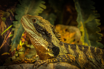 Close Portrait of a common chameleon