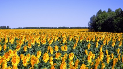 field of sunflowers