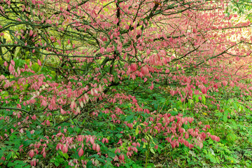 Botanical Garden. Autumn. Colorful leaves.