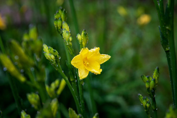 Obraz premium yellow freesia flower on a rainy day