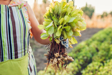 Farmer woman picking peanuts. Autumn harvesting. Farming and gardening concept. Organic food
