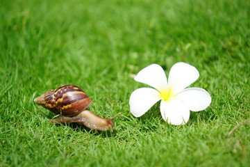 The snail and Plumeria flower.