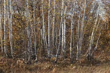 autumn birch grove, natural landscape