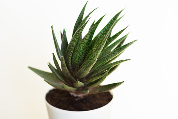Leaves of  Haworthia or Aloe plant in pot on white background