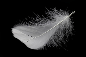 soft single white feather isolated on black background