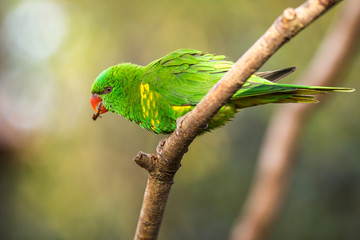 Lori lorikeet