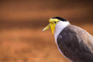 bird of prey