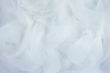 Obraz premium Soft white feathers background